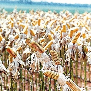 Matuiti Mayezo/Folha Imagem